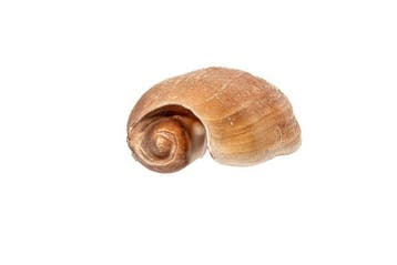 Grote balenpers of romp van een boot Skelet - Melo, Nieuw