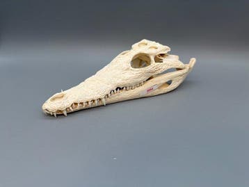 Nijlkrokodil Schedel - Crocodylus niloticus - 6 cm - 11 cm -