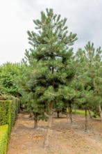 Pinus nigra subsp. nigra hoogstam 16/18, Tuin en Terras, Planten | Tuinplanten