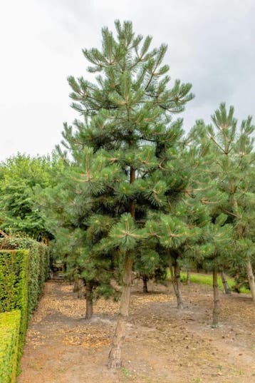 Pinus nigra subsp. nigra hoogstam 16/18, Tuin en Terras, Planten | Tuinplanten