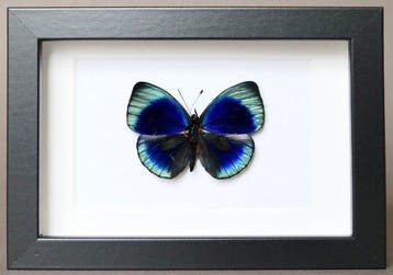 Vlinder Taxidermie volledige montage - Asterope leprieuri -