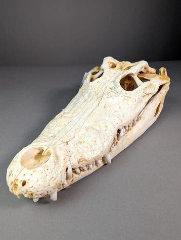 Siamese krokodil Schedel - Crocodylus siamensis (with farm, Verzamelen, Nieuw