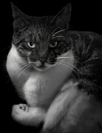 Photocat 9789053308967, Verzenden, Zo goed als nieuw