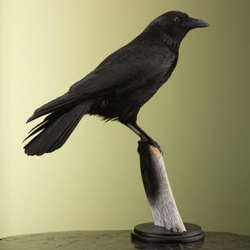 Zwarte Kraai Taxidermie Opgezette Dieren By Max, Ophalen of Verzenden, Nieuw, Vogel, Opgezet dier