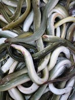 Verse IJsselmeerpaling per 2,5 of 5 kg bevroren thuisbezorgd, Ophalen of Verzenden