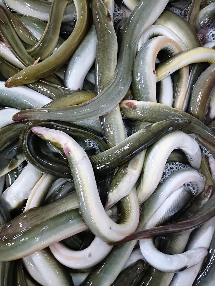 Verse IJsselmeerpaling per 2,5 of 5 kg bevroren thuisbezorgd, Diversen, Levensmiddelen, Ophalen of Verzenden