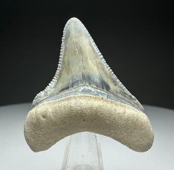 Megalodon - Fossiele tand - 4.2 cm - 3.5 cm, Verzamelen