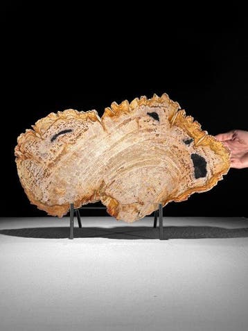 C - Prachtige plak versteend hout op een op maat gemaakte