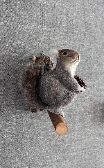 North American Grey Squirrel Taxidermie volledige montage -