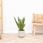 Green Bubble - Sansevieria Laurentie - 90cm - Ø21 cm, Ophalen of Verzenden