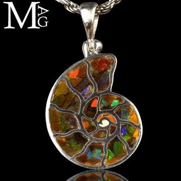 Cleoniceras ammoniet- en ammoliet-inlays Jurassic Jewelry -