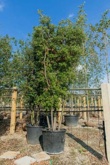 Quercus ilex meerstammig, Tuin en Terras