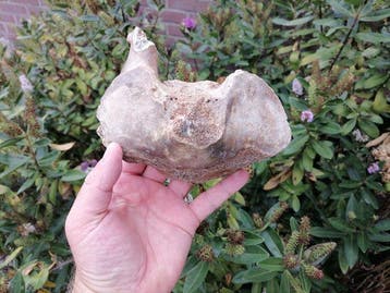 Wolharige mammoet - Fossiel wervelbot - Mammutuhus