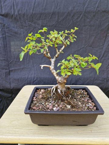 Berkeboom bonsai (Betula pendula) - Hoogte (boom): 25 cm -