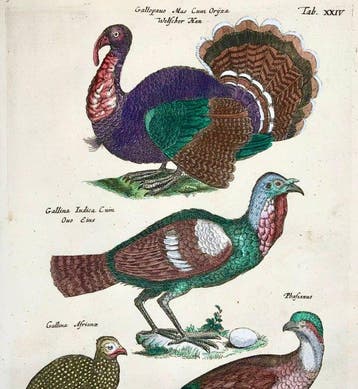 Matthäus Merian (b1593) - hand col. folio: Ornithology