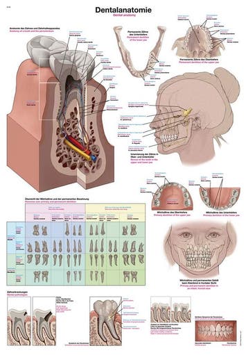 Anatomie poster gebit en tanden (papier, 50x70 cm) + oph..., Nieuw