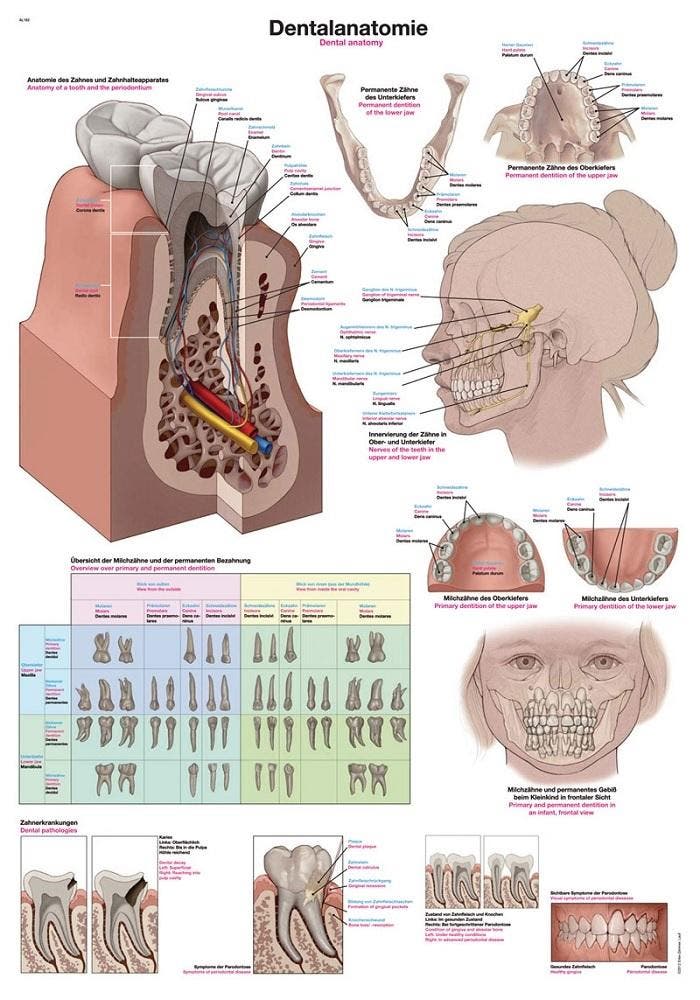 Anatomie poster gebit en tanden (papier, 50x70 cm) + oph..., Sport en Fitness, Massageproducten