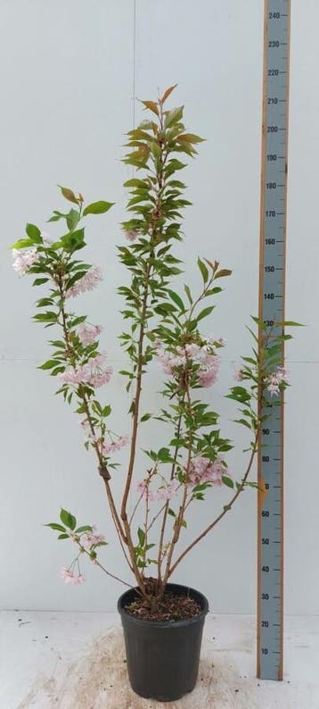 Prunus serrulata Kanzan struik 100-125, Tuin en Terras, Planten | Tuinplanten