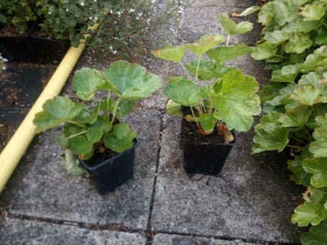 Schildblad Darmera peltata of peltiphyllum peltata P9, Tuin en Terras, Planten | Tuinplanten, Ophalen of Verzenden, Lente, Vaste plant