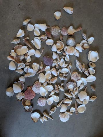 Schelpenmix Medium 1 kilo, Hobby en Vrije tijd, Ophalen of Verzenden, Nieuw