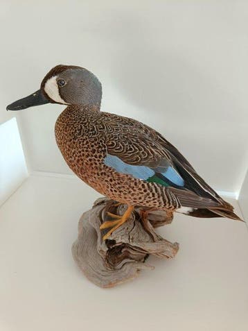 blauwe vleugel-eend Taxidermie volledige montage - Spatula, Verzamelen, Nieuw