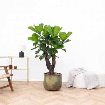 Green Bubble - Ficus Lyrata Bonsai vertakt - 130cm - Ø32 cm, Ophalen of Verzenden