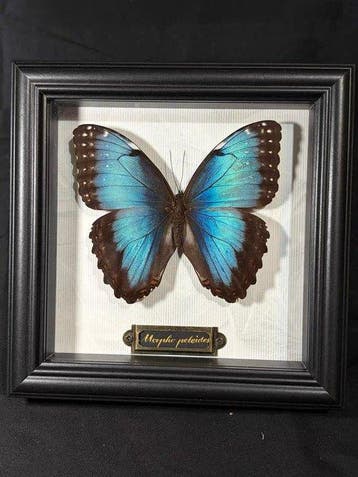 Morpho peleides Taxidermie wandmontage - Morpho peleides - 0, Nieuw