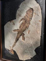 Gefossiliseerd dier - Salamander - 38 cm - 45 mm