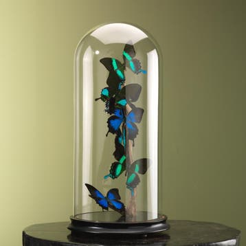 Vlinders in Antieke Stolp Taxidermie Opgezette Dieren By Max, Ophalen of Verzenden, Nieuw, Insect, Opgezet dier