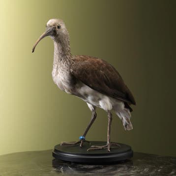 Rode Ibis Jong Taxidermie Opgezette Dieren By Max, Ophalen of Verzenden, Nieuw, Vogel, Opgezet dier
