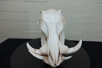 African Warthog Schedel - Phacochoerus africanus - 0 cm - 21, Verzamelen, Nieuw