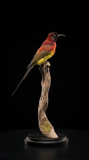 Kolibrie Taxidermie volledige montage - Aethopyga gouldiae -, Nieuw