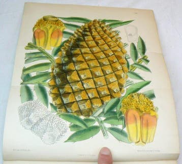 Joseph Dalton Hooker - Curtiss Botanical Magazine;