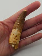 Spinosaurus - Gefossiliseerd dier - Spinosaur Aegyptiacus -