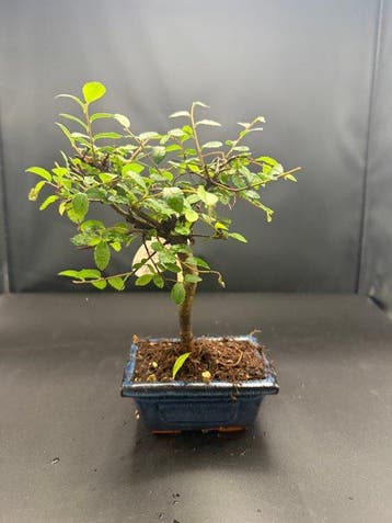 Japanese iep bonsai (Zelkova) - Hoogte (boom): 22 cm -