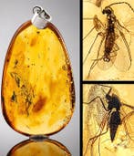 Museumkwaliteit barnsteen – MOSQUITO Fossil – Hanger met