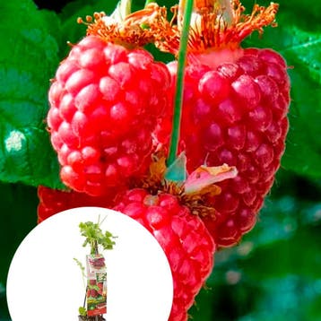 Tayberry container (P11) Wit, Tuin en Terras, Verzenden