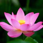 geurolie Lotus voor kaarsen 50ml, Ophalen of Verzenden, Nieuw, Materiaal