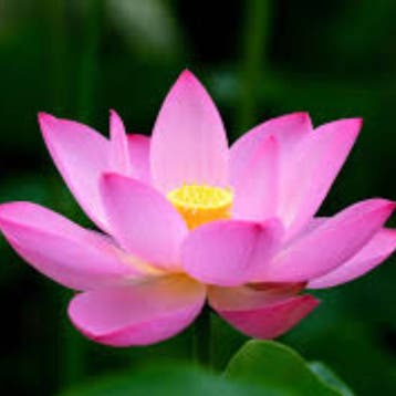 geurolie Lotus voor kaarsen 50ml, Ophalen of Verzenden, Nieuw