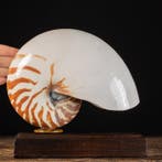 Kamernautilus-specimen op maat gemaakte sokkel - Zeeschelp -