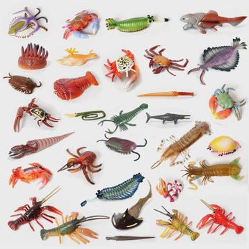 Educatieve Prehistorische Zeedieren Figuren Set: Baculite, O