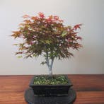 Acer palmatum deshojyo - Hoogte (boom): 36 cm - Diepte