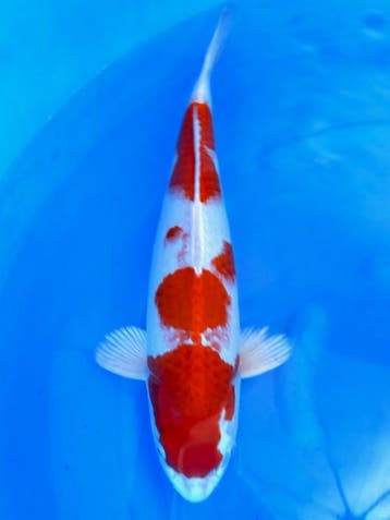 HQ Sakura Ogon van Ozumi Ikarashi 40cm (Japanse Koi), Karper of Koi