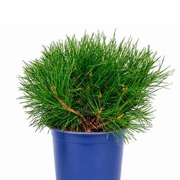 Pinus mugo mughus container (P15) Coniferen, Groen, Verzenden, Conifeer, Struik