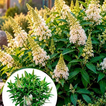 Vlinderstruik Butterfly Candy Little White container (P19), Tuin en Terras, Verzenden, Vlinderstruik, Struik