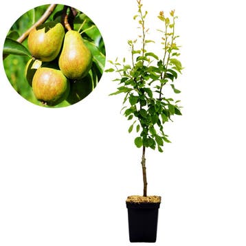Perenboom Pyrus Communis Williams + Pot 23cm, Verzenden, Volle zon
