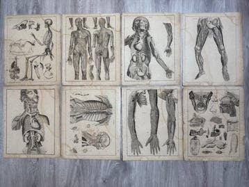 Lorenz Oken (XIX) - 8 grote Anatomische gravures