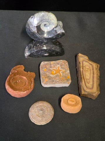 Gefossiliseerd dier - Fossil Collection – Stromatolites,