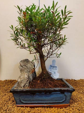 syzygium - Hoogte (boom): 28 cm - Diepte (boom): 18 cm -