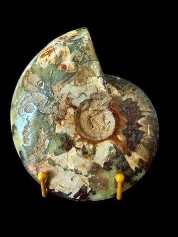 Cleoniceras besairiei - Gefossiliseerde schelp - 15 cm - 18, Verzamelen